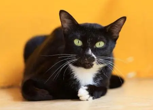 曼岛无尾猫;性格酷似狗狗,而且还没有尾巴! 曼岛无尾猫;性格酷似狗狗,而且还没有尾巴!