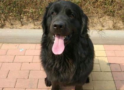 黑色金毛犬多少钱一只 黑色金毛犬多少钱一只