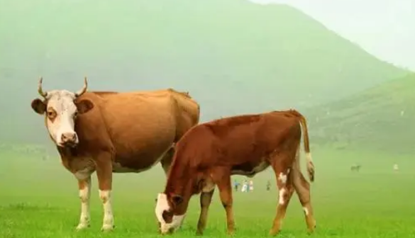 牛一年生几胎