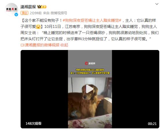 这个家不能没有它！狗狗深夜捉苍蝇让主人踏实睡觉