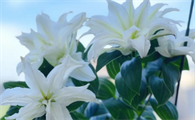 百合什么时候挖出来重新再种
