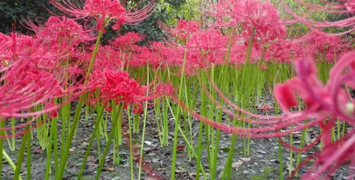 哪种花先开花后长叶