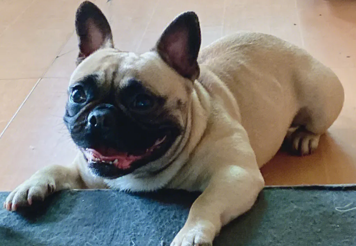 长得像法斗的巨型犬 长得像法斗的巨型犬