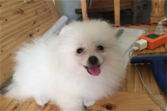 养博美的十大好处