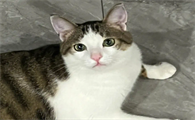 四川简州猫的耳朵,跟普通猫的有什么不同?