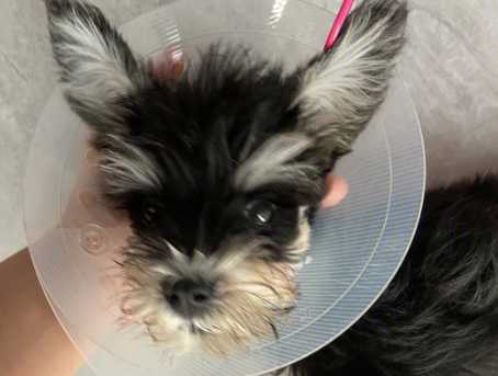 犬瘟热相当于人的什么病