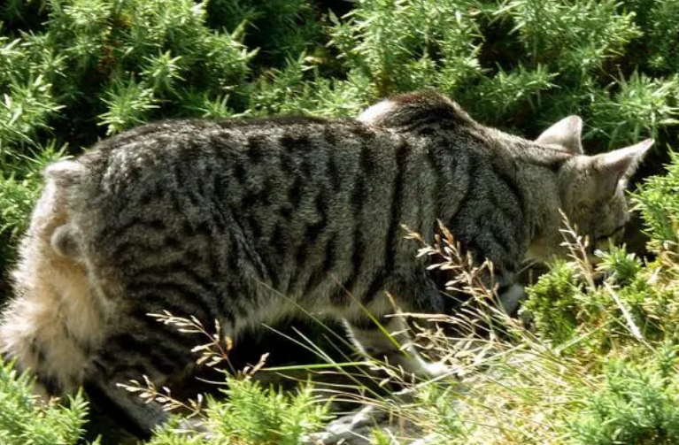曼岛无尾猫饲养方法 曼岛无尾猫饲养方法