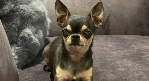 吉娃娃多少钱成年犬图片 吉娃娃多少钱成年犬图片