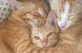 别的猫吃药誓死不从,轮到橘猫……橘猫:再来一颗! 别的猫吃药誓死不从,轮到橘猫……橘猫:再来一颗!