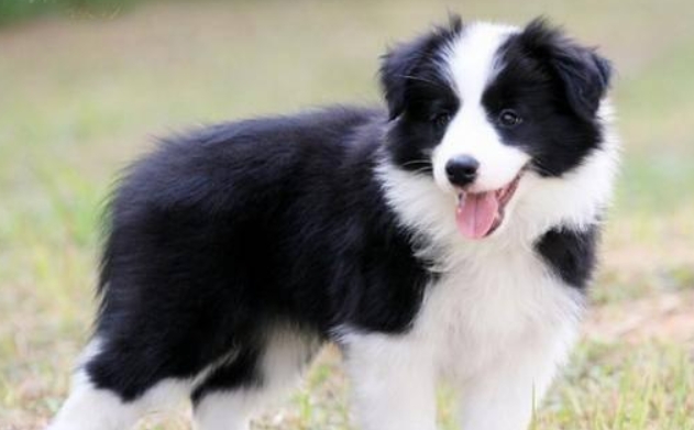边牧犬价格大概多少钱一只