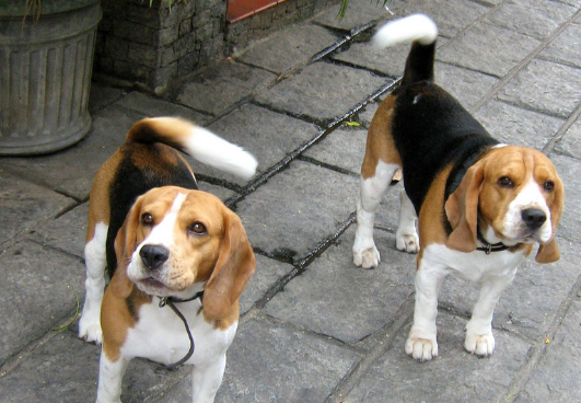 比格犬500元一只 比格犬500元一只