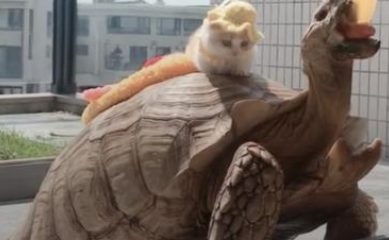 小伙养了巨龟，带暗恋对象来家里看，巨龟一张嘴熏得她连退几步 