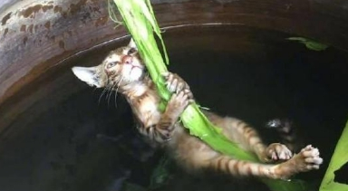 猫咪为了抓鱼不慎掉入鱼缸,抓着叶子当救命稻草,孤独弱小又无助 猫咪为了抓鱼不慎掉入鱼缸,抓着叶子当救命稻草,孤独弱小又无助