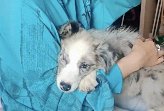 在女儿18岁成人礼生日，妈妈送她一只陨石边牧犬，激动溢于言表！