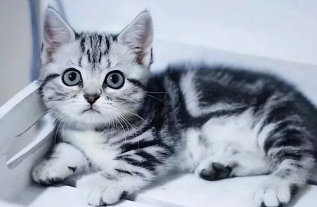 美国短毛猫的缺点