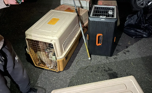 狗贩子运了一车子偷来的狗,被志愿者和警方拦截,全部成功救出! 狗贩子运了一车子偷来的狗,被志愿者和警方拦截,全部成功救出!