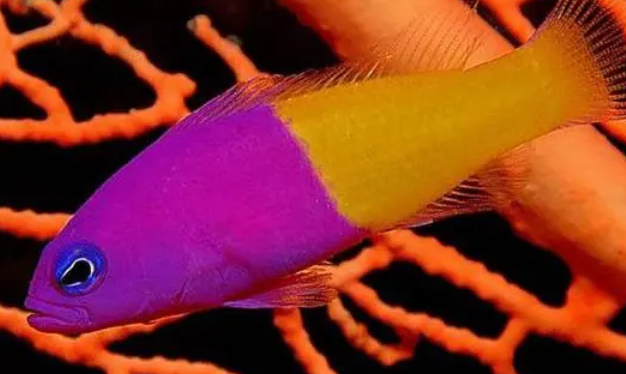 双色草莓鱼怎么养?水温为26度的水族箱 双色草莓鱼怎么养?水温为26度的水族箱