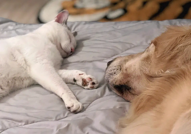 上百只猫狗奄奄一息,这些“带血的生意”违法了 上百只猫狗奄奄一息,这些“带血的生意”违法了