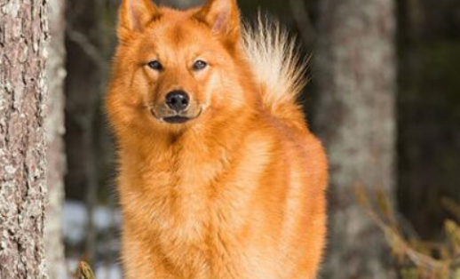 芬兰猎犬的养护常识，不适合在公寓饲养