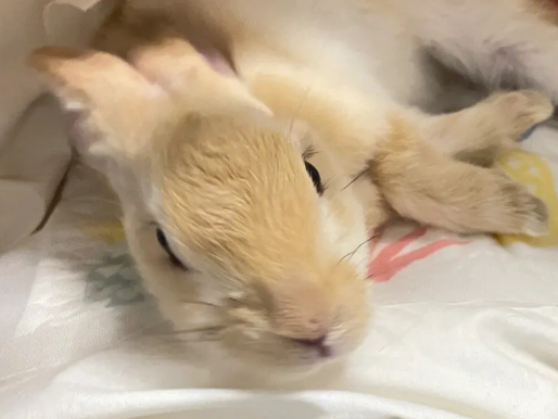 木兰从军的故事