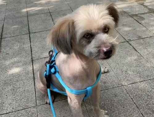 被遗弃2年的狗在等主人,患上细小自己扛过去 被遗弃2年的狗在等主人,患上细小自己扛过去