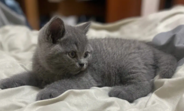 500一只的蓝猫靠谱吗 500一只的蓝猫靠谱吗