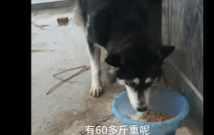 哈士奇半夜苦练倒车，吓得警车想打110...