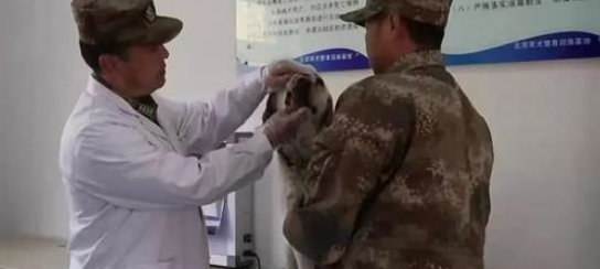 看得泪奔!功勋军犬患癌将离去,战友抱着它失声痛哭…… 看得泪奔!功勋军犬患癌将离去,战友抱着它失声痛哭……