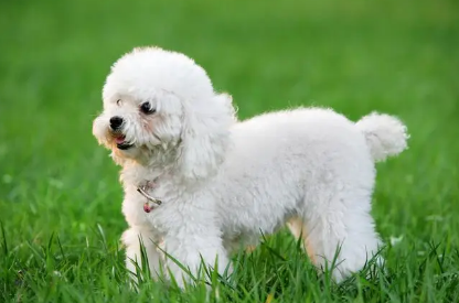 贵宾犬的禁忌