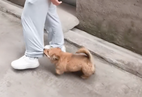 男生不小心打翻狗碗,结果被狗狗咬住裤腿! 男生不小心打翻狗碗,结果被狗狗咬住裤腿!