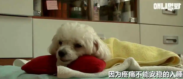 可爱的贵宾犬突然瘫痪，医生说出的原因，让主人后悔不已...