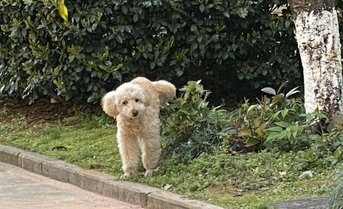 土狗绝育过程中死亡,宠物医院负责人被撤职…… 土狗绝育过程中死亡,宠物医院负责人被撤职……