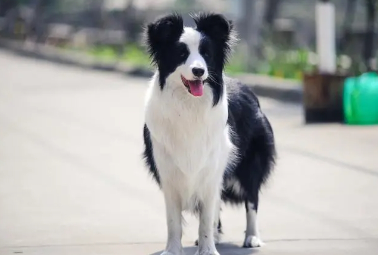 边牧犬聪明到什么程度