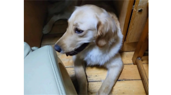 金毛是大型犬还是中型犬