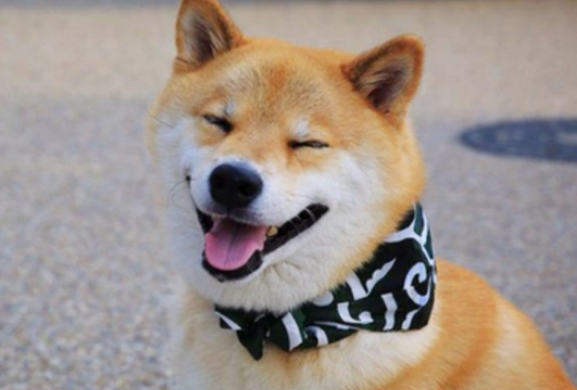 财犬和柴犬有什么区别