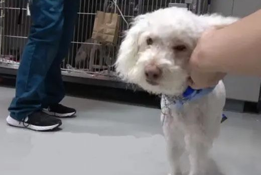 贵宾犬险些被撞，路人靠近就暴咬，救援后才知道它“看不见”