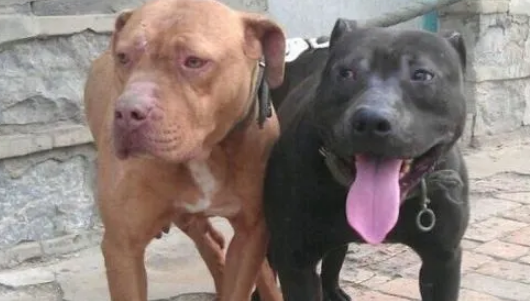 恶霸犬咬死比特犬