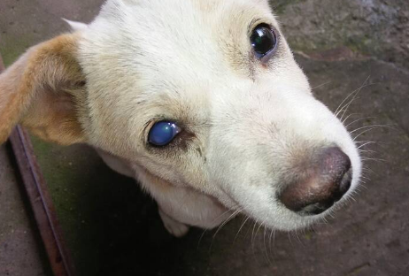 犬瘟热狗狗眼睛变蓝