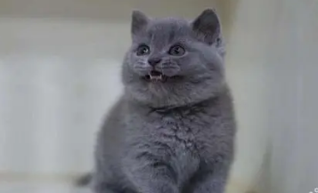 蓝猫为什么不建议养