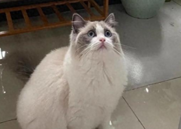 宠物猫被邻居装在塑料袋里高空扔下活活摔死，网友怒了！