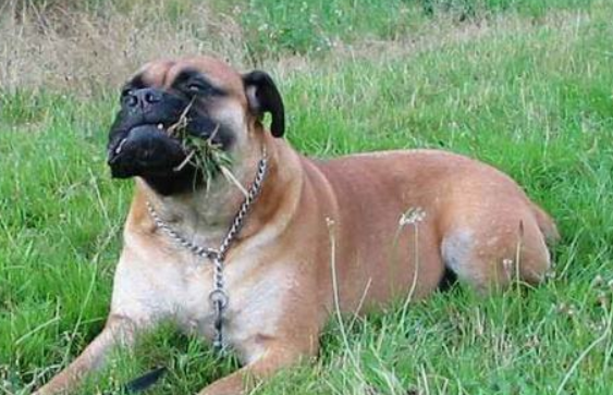 斗牛马士提夫犬吃什么好？先咨询兽医专家