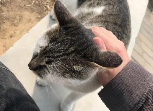 江西南昌一小伙用嘴帮被流浪猫抓伤的女友清理伤口
