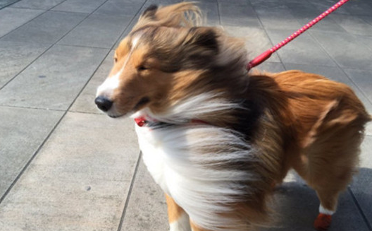 风一般的牧羊犬~