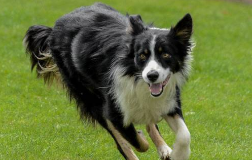 世界十大牧羊犬排名