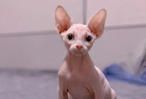 斯芬克斯猫换主人 斯芬克斯猫换主人
