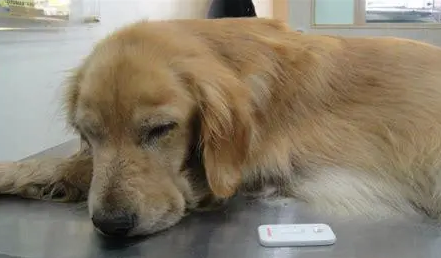 犬瘟ct值28说明犬瘟严重吗