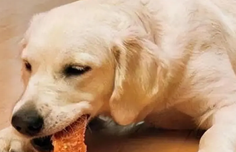 狗能吃猫的粮食或者罐头吗? 狗能吃猫的粮食或者罐头吗?