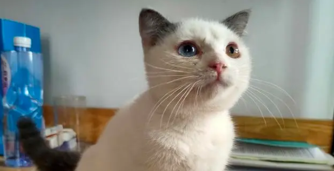 净梵猫是什么样子的啊？