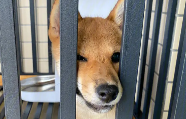 獒运笼具有哪些 獒运笼具有哪些