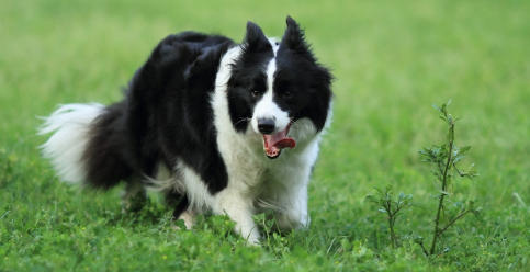 牧羊犬的训练方法 牧羊犬的训练方法